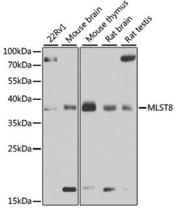 GBL Rabbit anti-Human, Mouse, Rat, Polyclonal, Novus Biologicals:Antibodies:Primary